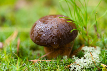 edible brown mushroom closeup in forest