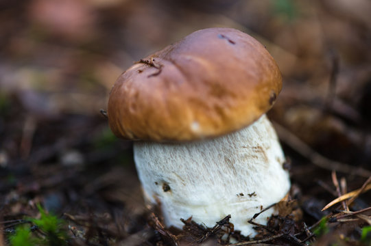 cep mushroom closeup