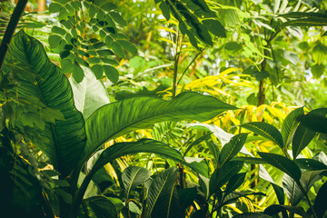 Naklejka premium Dżungla z roślinami tropikalnymi