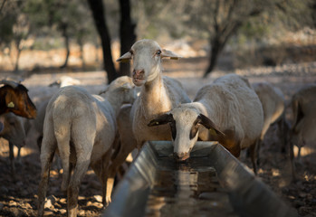 Sheep Drinking at Water Trough