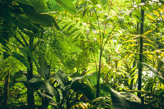 Fototapeta Tropical vegetation with green plants and trees