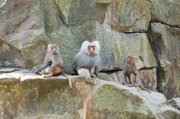 Baboon on rocks in zoo