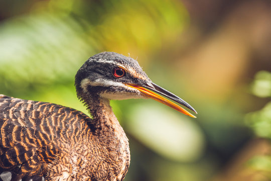 Close-up of a sunbittern bird in a colorful rainforest