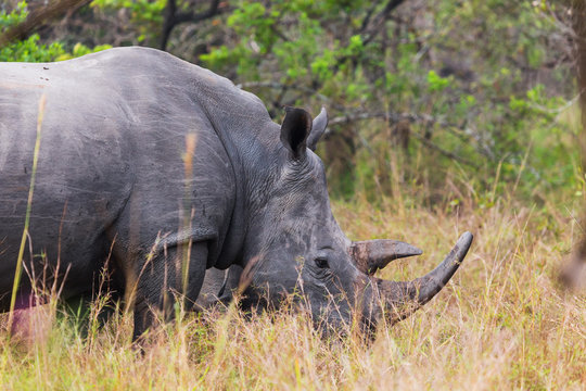 African rhinoceros
