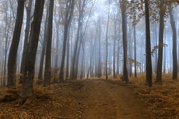 Obraz premium Dark trail in misty forest