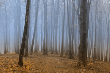 Foggy trail in the forest