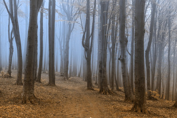 Trees in misty forest