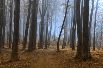 Dark trees in the foggy forest