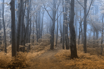 Trail in foggy forest