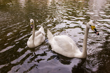 Two white swans swimming in a pond with a fountain in Old Square