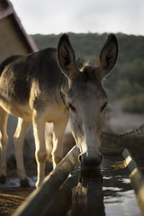 Donkey drinking at water trough
