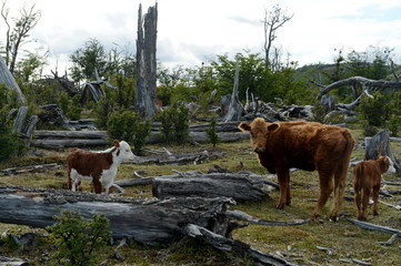 Cattle on the shore of Lago Blanco.