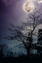Silhouettes of dry tree against night sky and bright moon. Outdoors.