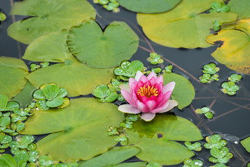 Lotus flower on water