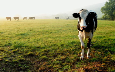 Troupeau de vaches paissant sur une terre agricole dans le Devon, Angleterre
