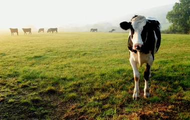 Foto op Plexiglas Kudde koeien grazen op een landbouwgrond in Devon, Engeland © Savo Ilic