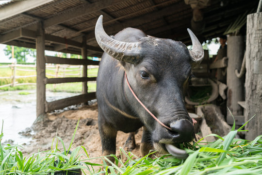 A buffalo eating grass
