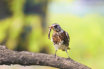 thrush bird in the Park on a branch with a worm in its beak