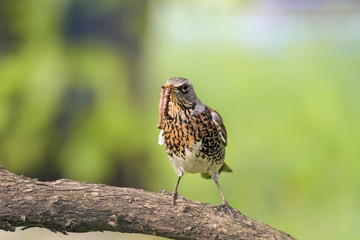 bird Fieldfare Thrush in a tree, holding in its beak a long worm
