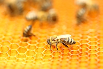 Bees in honeycomb