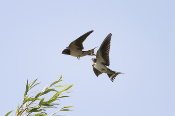 two birds swallows flying in the sky next to spread its wings