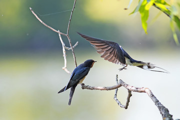 bird swallow brought their chick food on a branch over the pond