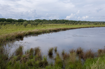 Forest Lake  