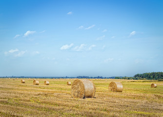 Fototapeta na wymiar Round straw bales on compressed fields.