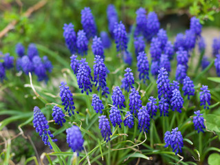 Blue flowers - muscari