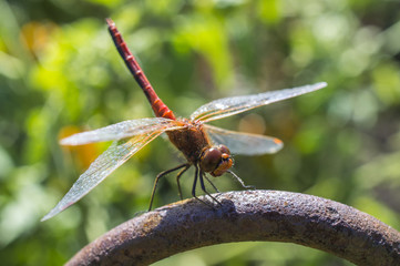 The having a rest dragonfly