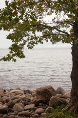 landscape. a lonely oak tree on the shore of the sea