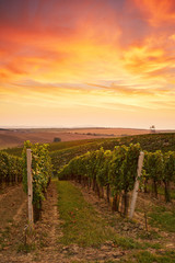 Naklejka premium Beautiful grape vines in Moravia