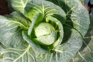 Closeup green cabbages,Organic hydroponic vegetable garden