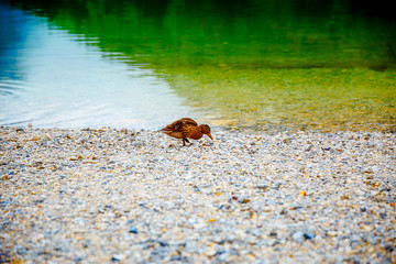 Wild duck on rocky beach in the morning.
