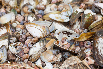 empty shells on the sea shore