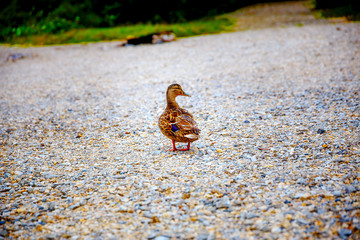 Wild duck on rocky beach in the morning.
