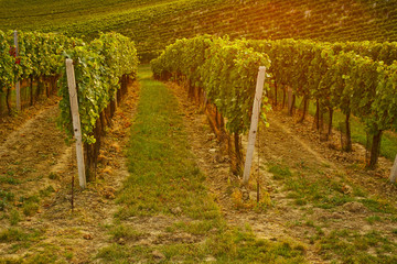 Fototapeta na wymiar Rows of vineyard with sunshine