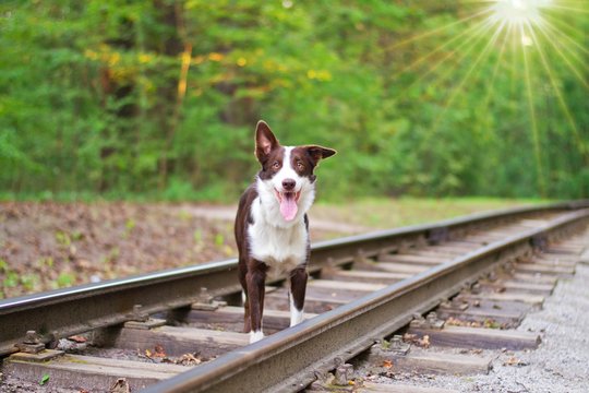 Dog on the rails.selective focus