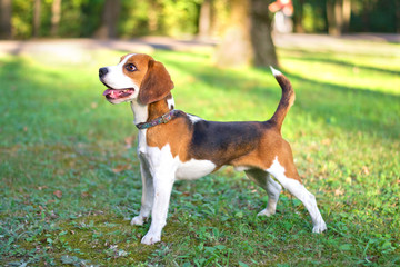 beagle,selective focus