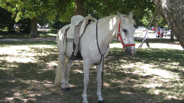 Caballos