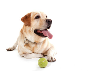 labrador with ball posing in white studio