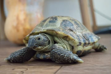 Fototapeta na wymiar Tortoise