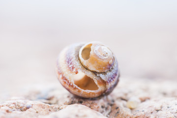 abstruct detailed photo of old damaged spiral snail shell