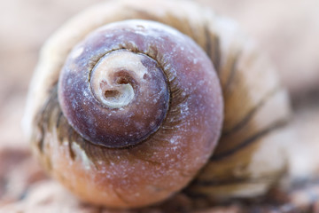 spiral shell abstract photo