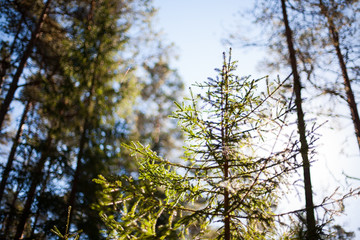 Blue skies and sun shining through the branches of a small spruce tree in a pristine forest