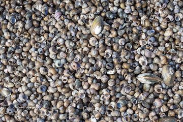 abstruct background of many old shells on the sea shore