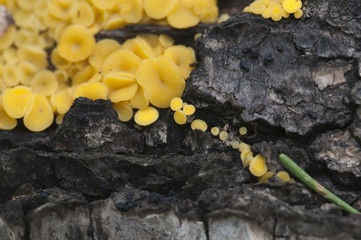 Bisporella citrina [Calycella citrina]
