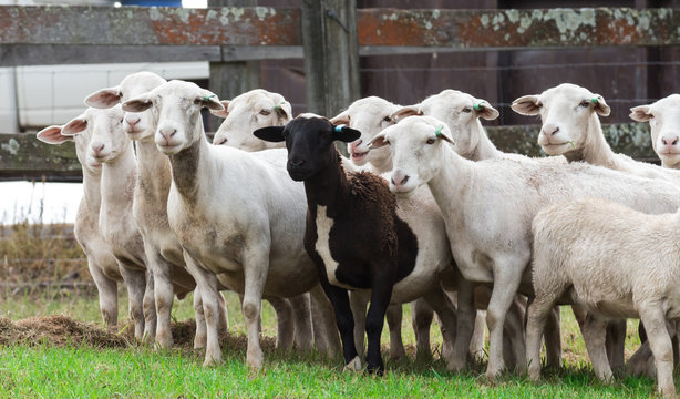 Herd of farm sheep with one black sheep in centre