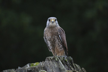 Kestrel close up looking straight to camera 