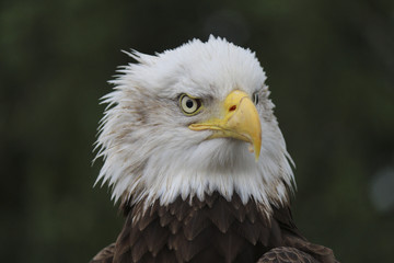 Fototapeta premium Bald Eagle close up head shot